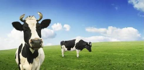 海关总署关于进口阿尔巴尼亚乳品检验检疫要求的公告